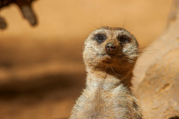 Suricata suricatta