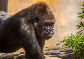 macho de gorila adulto	