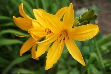 Obraz premium ニッコウキスゲ