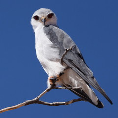 Black-shouldered kite (Elanus caeruleus)