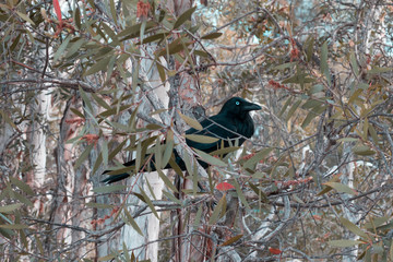 bird on a branch