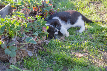 Home a young black and white cat walks in the country yard
