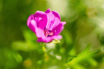 Obraz na płótnie Canvas Forest geranium flower, close-up. Flowering in summer in nature. Selective focus