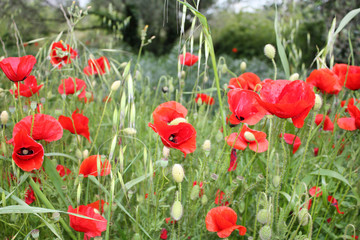 Poppy flower background in the garden.