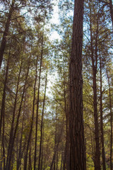 Cyprus, Paphos forest