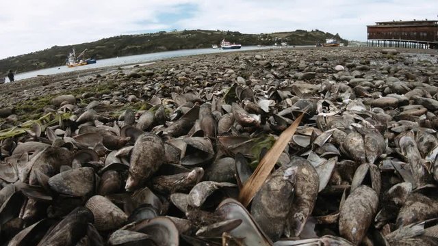 Close look of the oyster shells throws away on a fishermen beach. 4k