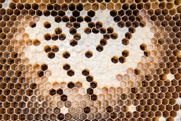 Nest of bee texture background