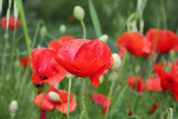 Poppy flower background in the garden.
