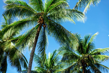 Fototapeta na wymiar branches of coconut palms under blue sky. summer time