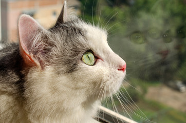 Portrait of a gray-white cat with yellow eyes and reflection in the window
