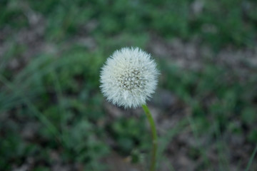 dandelion  puff ball in spring