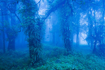 Mystic tropical rainforest in blue mist.