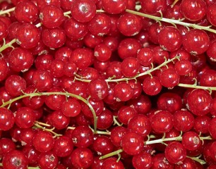 Macro of fresh red currants