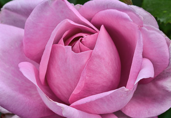 Rose Blüte Pink geöffnet zart Schönheit Rosenblätter
