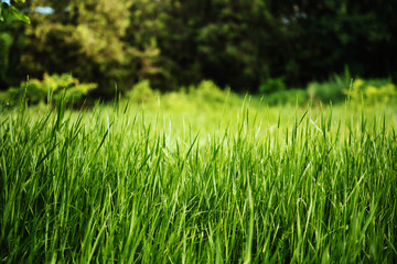 Green fresh grass in the park. Background.