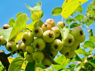 Ornamental apple tree with lots of apples
