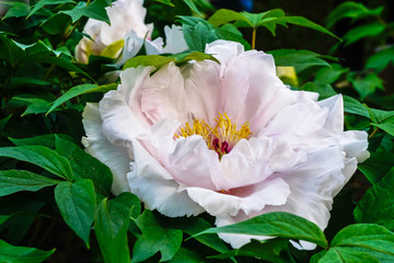 Fototapeta na wymiar pale pink Chinese peony and buds in the foliage, close-up