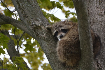 Raccoon Sleeping in a tree