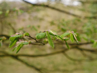 Branch of a tree with very first sprouting leaves in spring against blurred background.  Very well recognizable finest fibers of the young leaves.