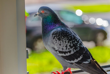 Wild dove on the open window of a residential building. Closeup photo on blurred background