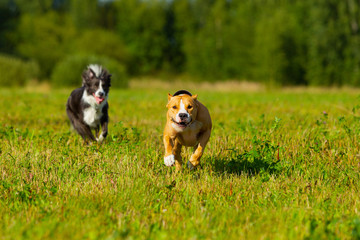 Naklejka na ściany i meble Friends. Dogs. Staffordshire terrier and border collie walking in a field. Sunny day. Summer.