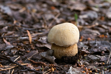 Small porcini mushroom  in the forest  close-up.  Blurred  background. Boletus edulis, penny bun, cep or porcini.