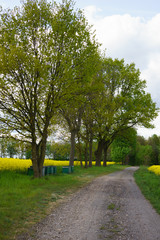Fototapeta na wymiar beehives in the fields of rape in spring