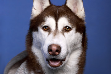 Close-up portrait of a beautiful Siberian husky dog dressed in a gray hoodie