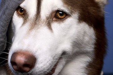 Close-up portrait of a beautiful Siberian husky dog dressed in a gray hoodie