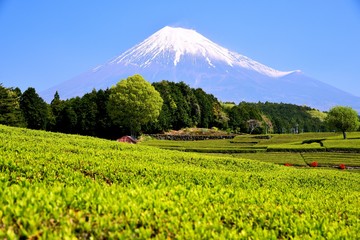 富士山と茶畑