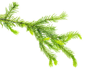Young fresh fir branch isolated on white background