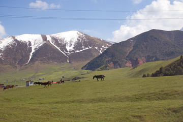 Mountain landscapes of Kyrgyzstan. Spring in the mountains.