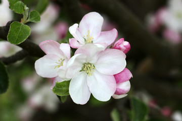 Naklejka na ściany i meble apple blossom tree flowers background