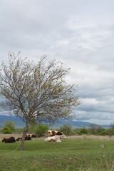 Obraz premium cows in a field