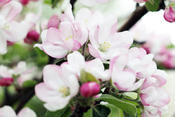 Fototapeta na wymiar apple blossom tree flowers background