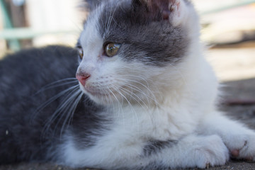 Little kitten close-up on the ground