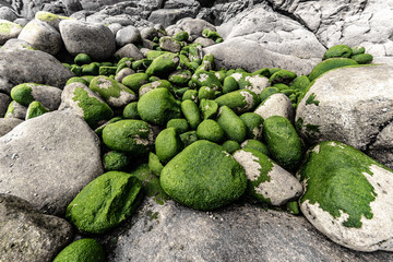 green moss on the stone