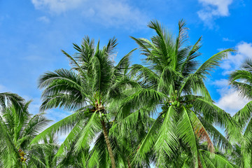 Fototapeta premium Palm trees against blue sky. abstract beautiful tropical background.