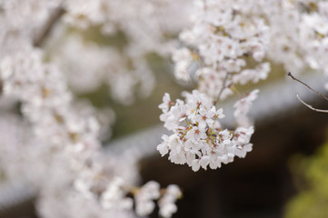 桜　イメージ　日本