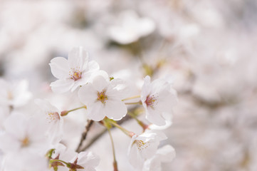 桜　ソメイヨシノ　イメージ　