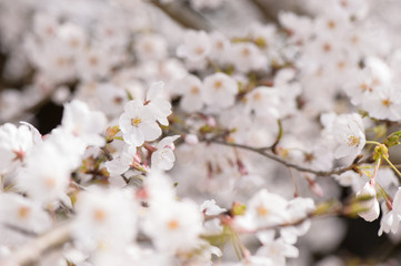 桜　満開　日本