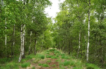 Fototapeta premium path i birch forest