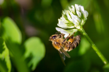 A bee collecting nectar from a clover. Bee collecting honey.