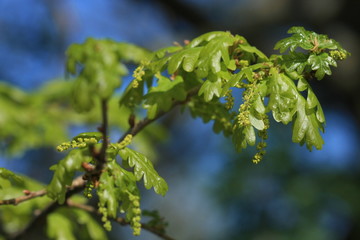 Blooming oak branch