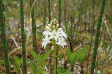 Menayanthes trifoliata, water plant