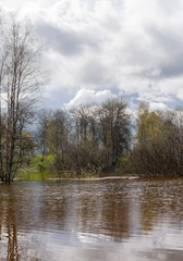 spring grove of trees flooded during high water