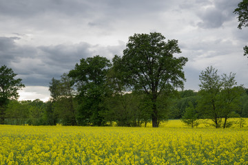 fields of rape in spring in the stormy evening