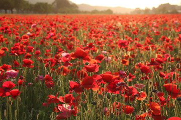 夕暮れのポピー畑　栃木県さくら市