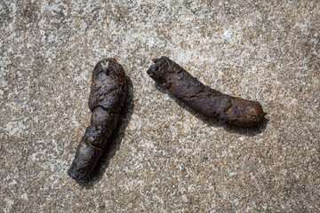 A Housefly holding on fresh dog poop with hair, Cement floor background, Jack russell terrier, Close up & macro shot