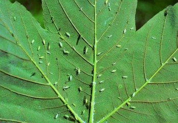 many harmful Aphidoidea insects on the back of a leaf